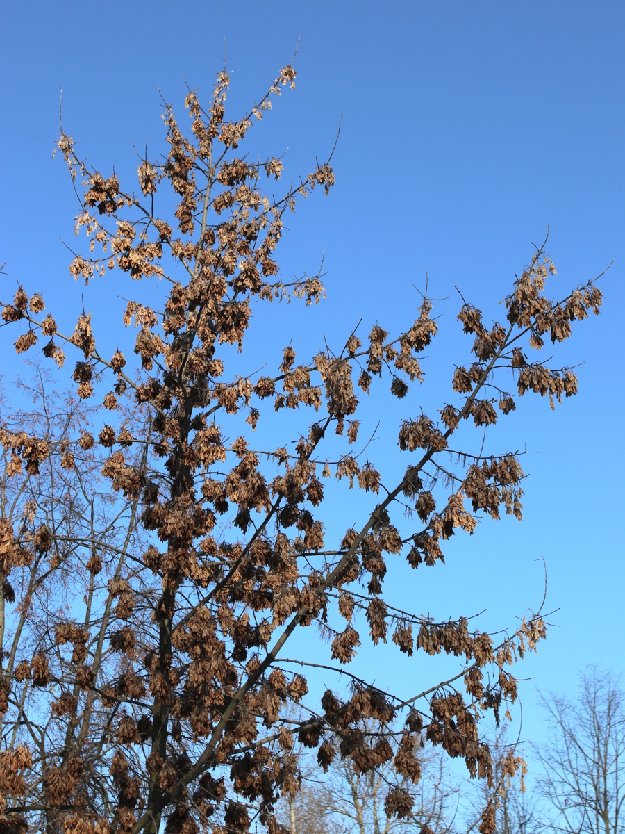Image of Acer negundo specimen.