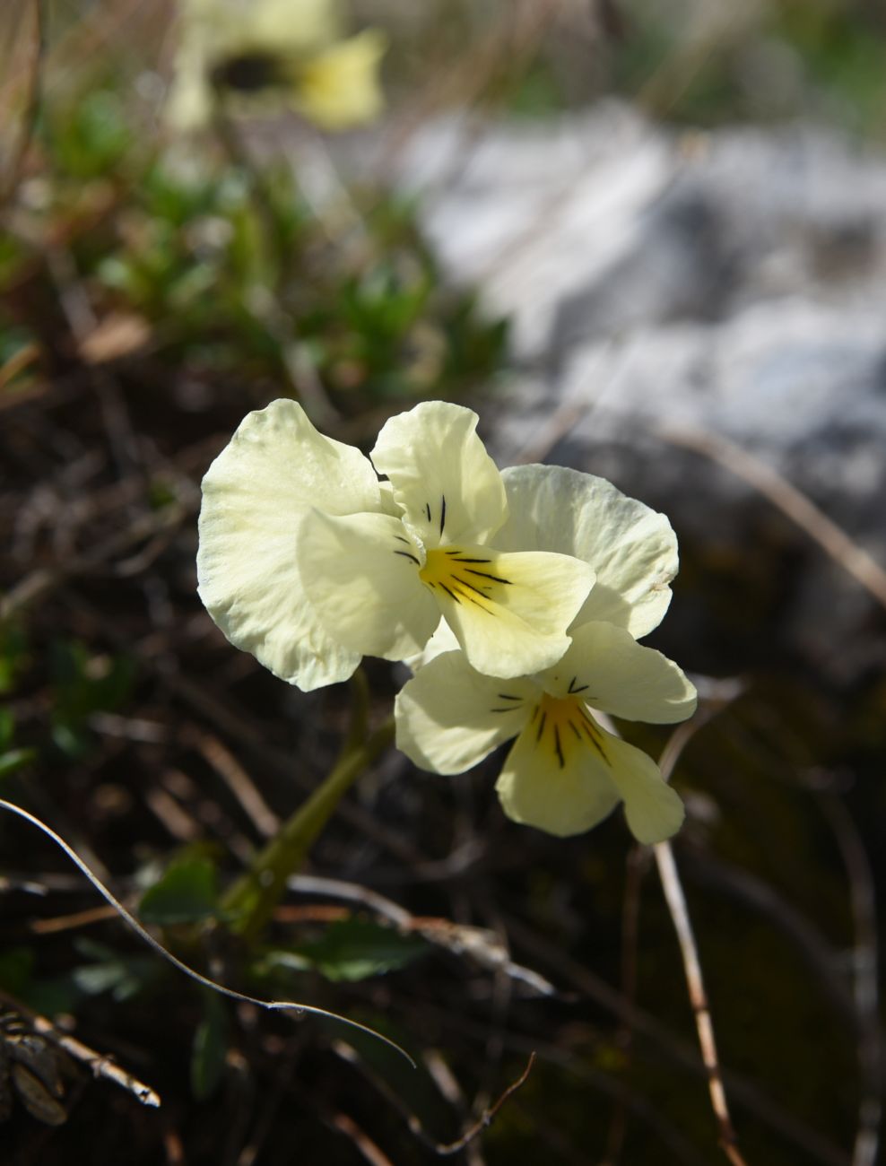 Image of Viola oreades specimen.
