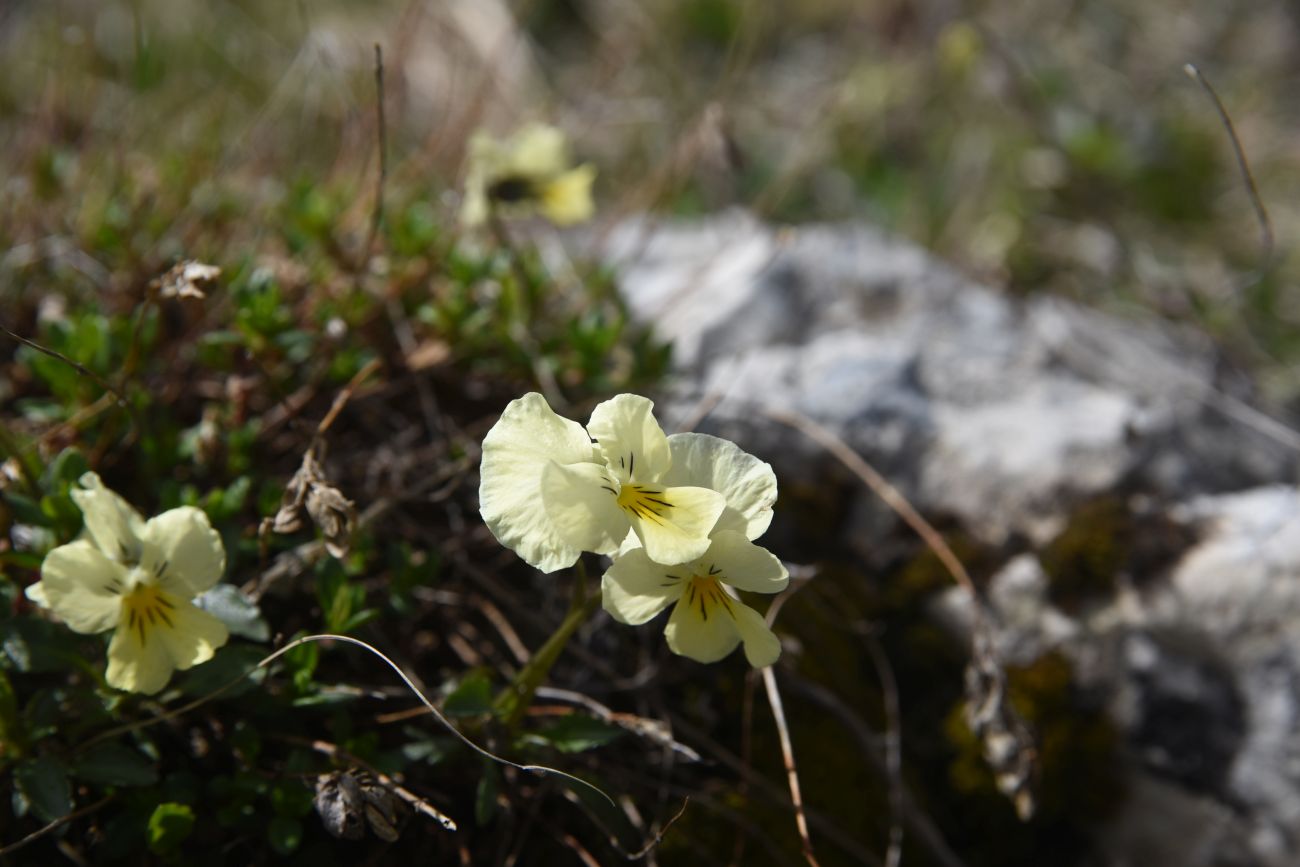 Изображение особи Viola oreades.