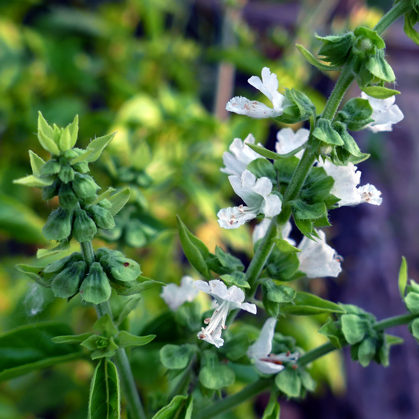 Image of Ocimum basilicum specimen.