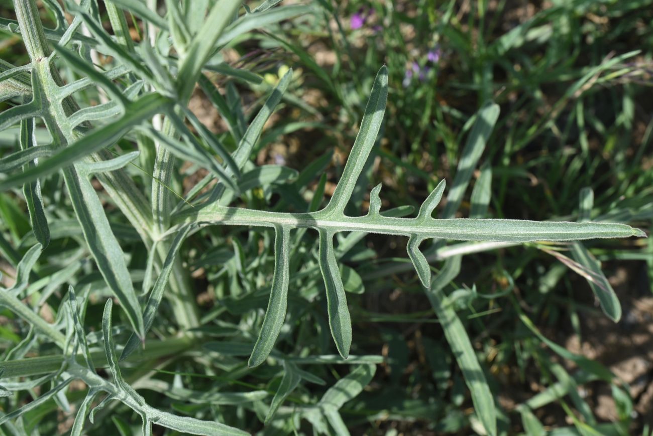 Image of Unknown species specimen.