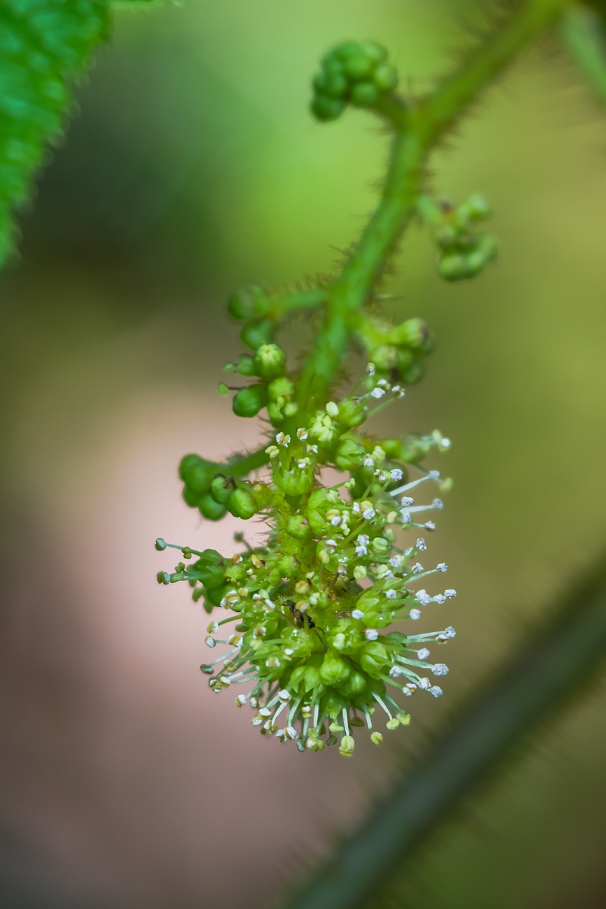 Изображение особи Oplopanax elatus.