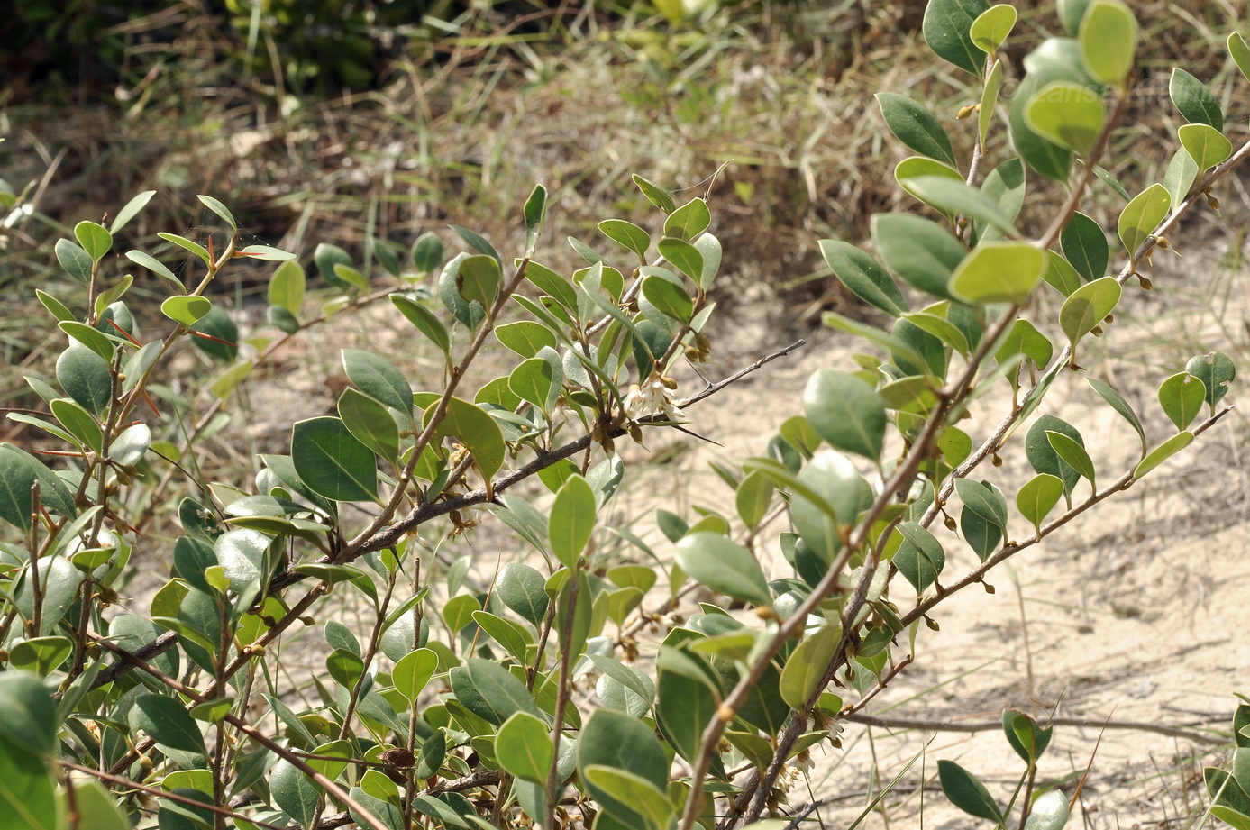 Изображение особи Неопознанный вид.