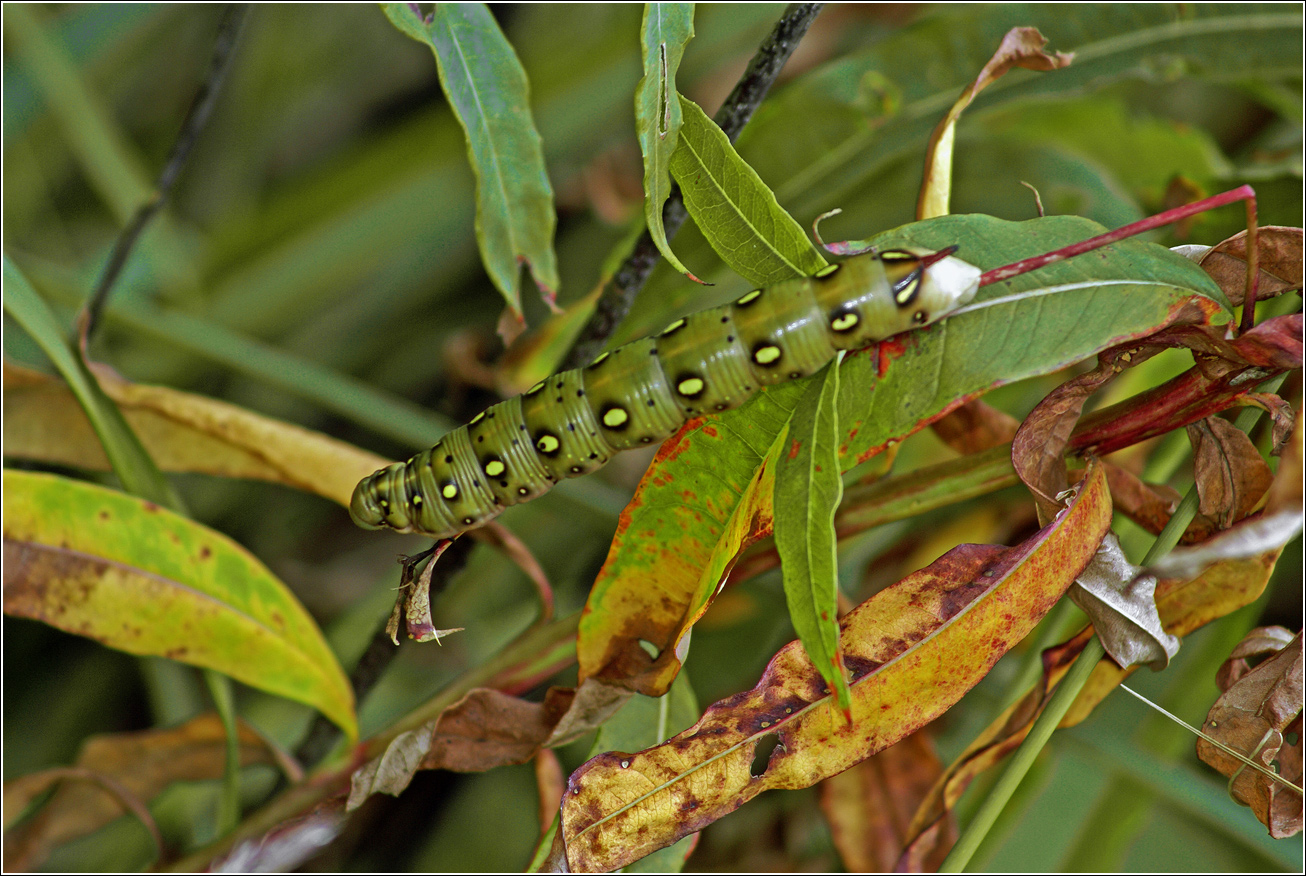 Изображение особи Chamaenerion angustifolium.