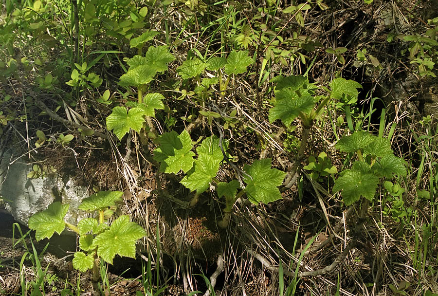 Image of Oplopanax elatus specimen.
