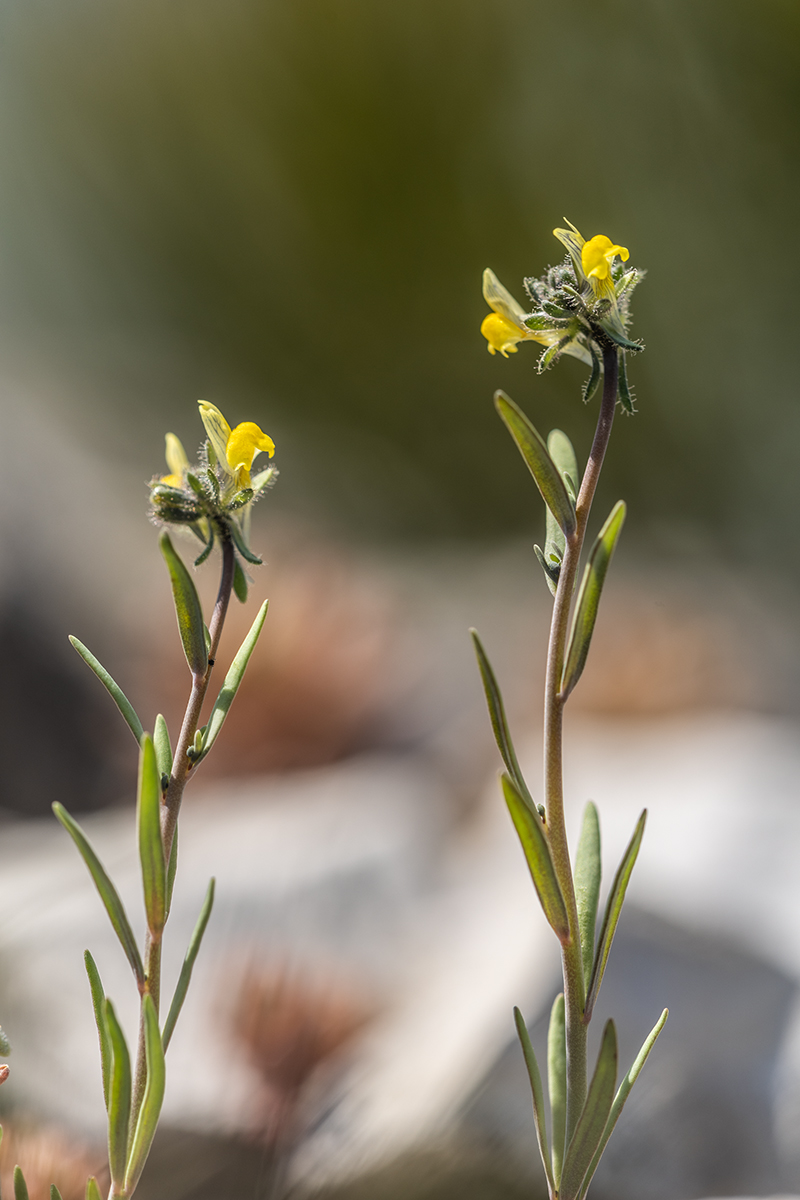 Image of Linaria simplex specimen.