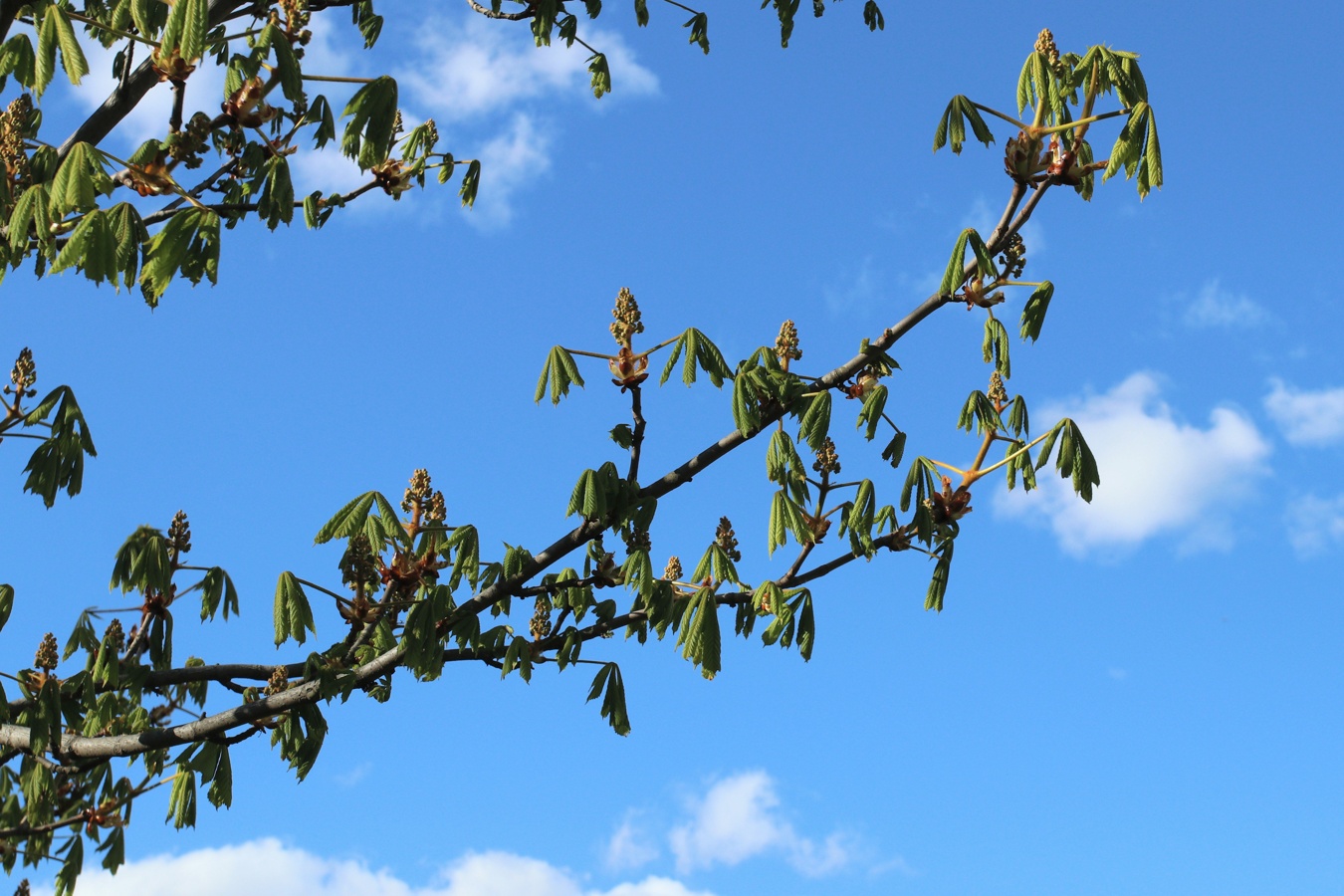 Изображение особи Aesculus hippocastanum.