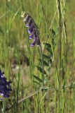 Vicia villosa. Часть побега с соцветием. С.-Петербург, Петергоф, Луговой парк, сеянный луг на недавно перепаханной земле. 07.06.2026.
