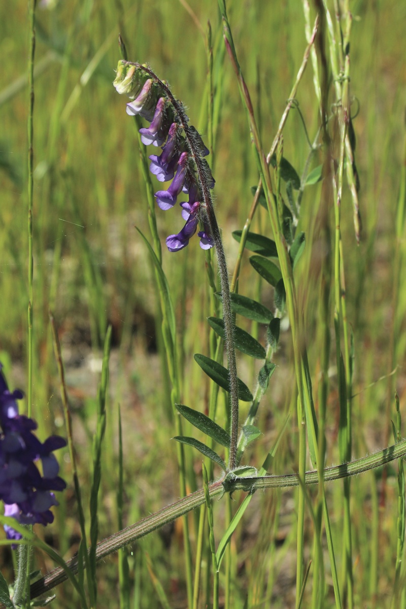 Изображение особи Vicia villosa.