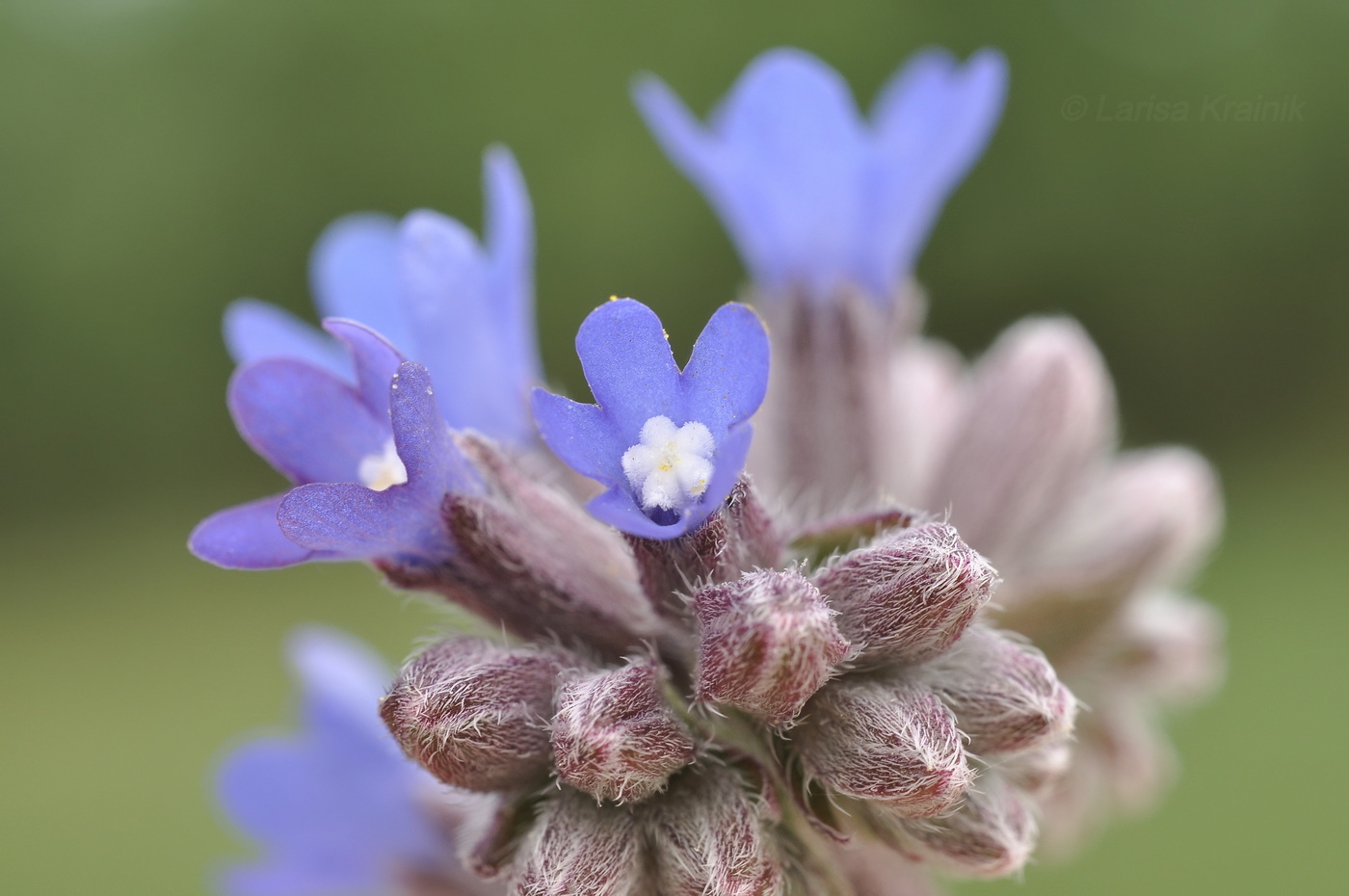 Image of Anchusa leptophylla specimen.