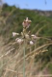 род Allium