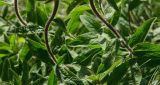 Inula britannica. Средние части побегов. Оренбургская обл., Кувандыкский муниципальный округ, северная оконечность Долгих гор, степной склон. 10 июня 2025 г.