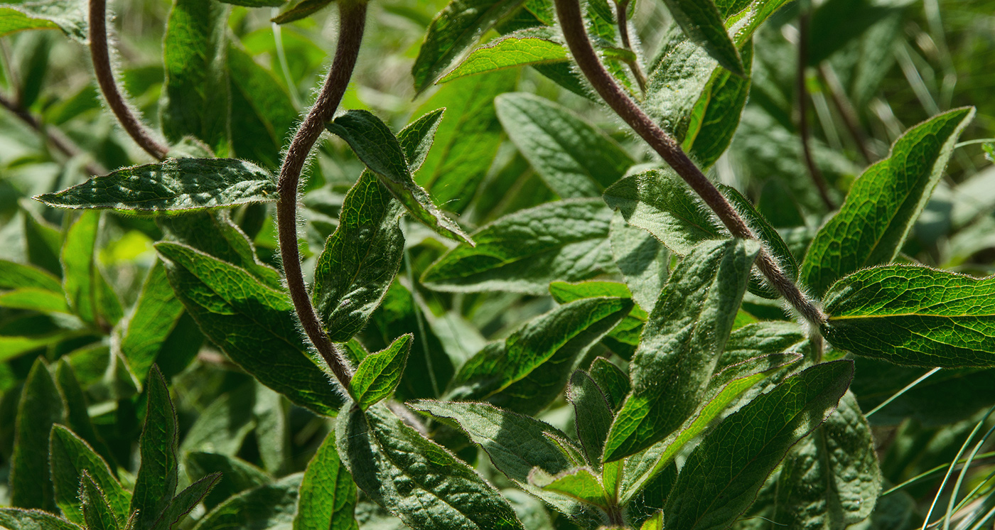 Image of Inula britannica specimen.