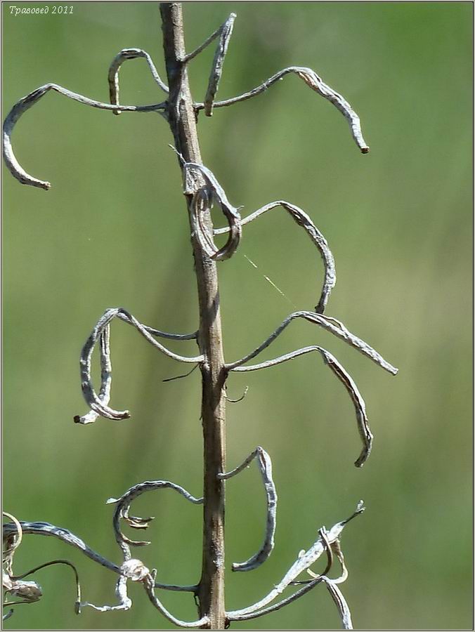 Image of Chamaenerion angustifolium specimen.