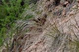 род Stipa