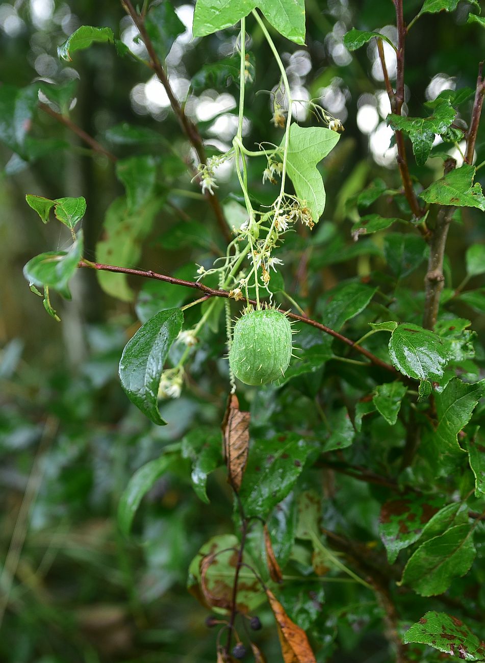 Image of Echinocystis lobata specimen.