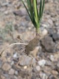 Allium oreoprasum