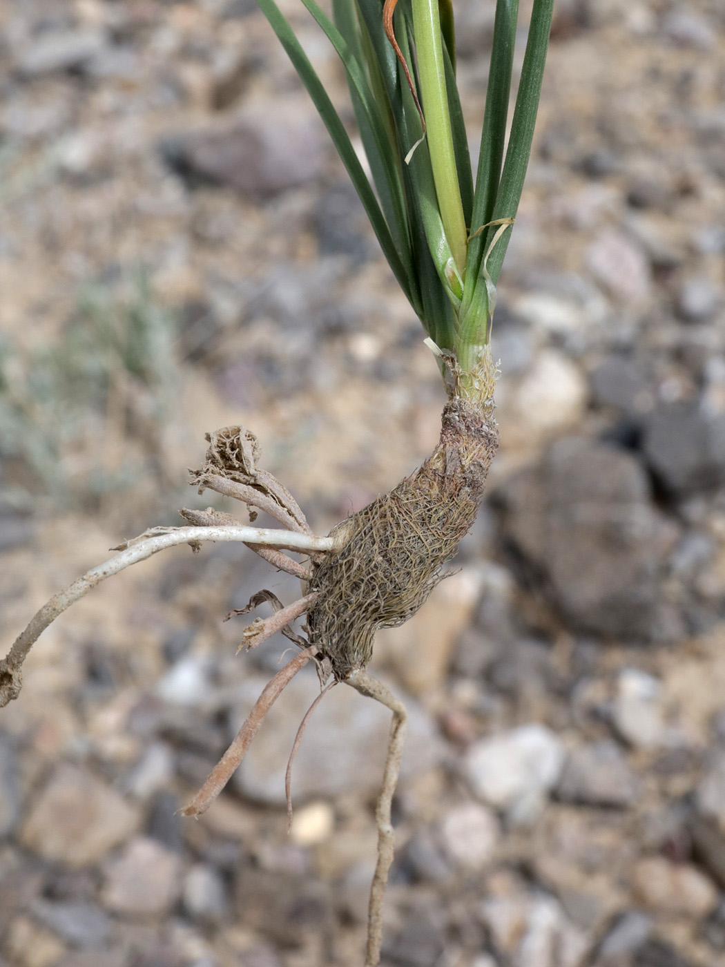 Изображение особи Allium oreoprasum.