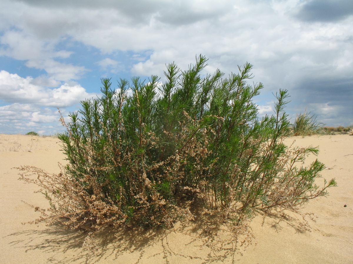 Image of Artemisia abrotanum specimen.