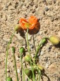genus Papaver. Верхушки побегов с бутонами, цветками и плодами. Турция, ил Артвин, р-н Юсуфели, 200 м ниже дер. Гюльпынар, выс. 1500 м н.у.м., берег реки. 13 июня 2026 г.