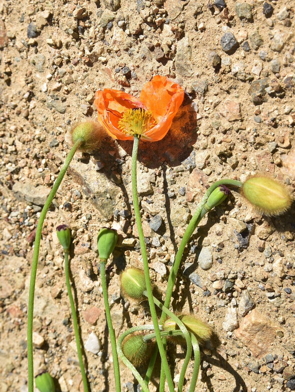 Image of genus Papaver specimen.