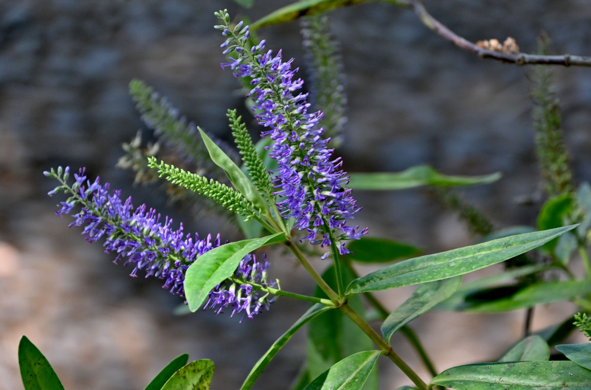 Image of Hebe salicifolia specimen.