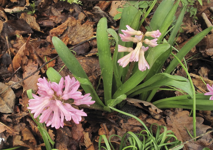 Image of Hyacinthus orientalis specimen.