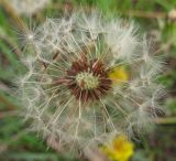 Taraxacum polozhiae