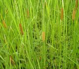 Typha laxmannii. Сообщество вида с Alisma plantago-aquatica и Persicaria amphibia. Ульяновская обл., Мелекесский р-н, Куйбышевское водохранилище,Черемшанский залив у с. Ерыклиск. 10.07.2007.