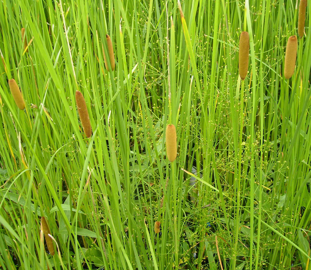 Изображение особи Typha laxmannii.