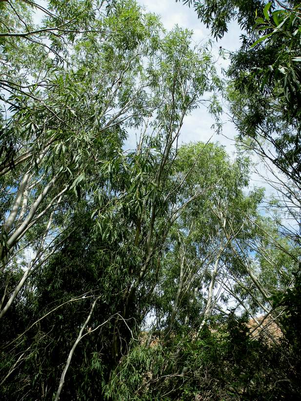 Image of Salix caspica specimen.