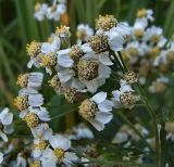 Achillea cartilaginea. Соцветие. Чувашия, окрестности г. Шумерля, Кумашкинский заказник, Барковская грива. 15 августа 2006 г.