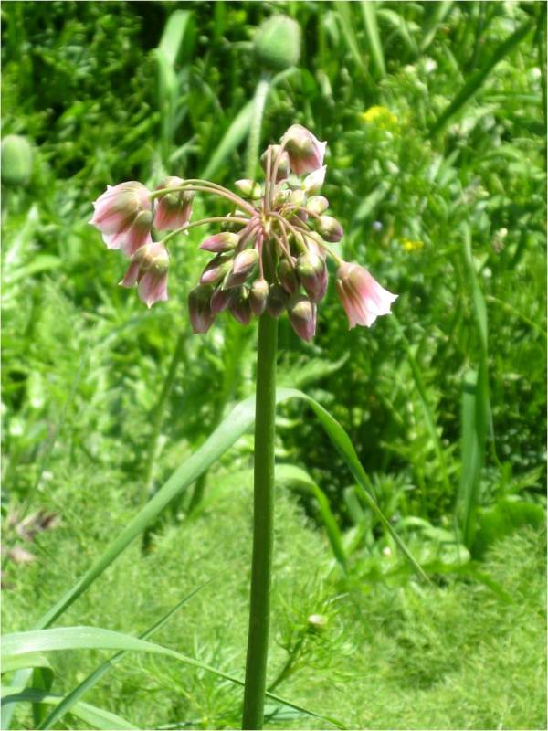 Изображение особи Nectaroscordum tripedale.