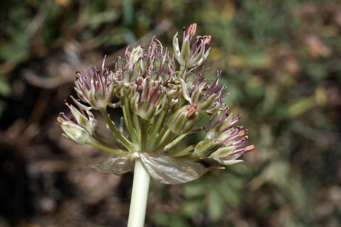 Image of Allium taschkenticum specimen.