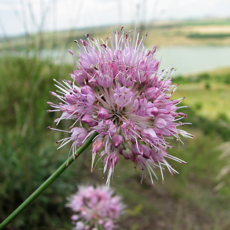 Image of Allium lineare specimen.