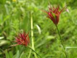 Dianthus capitatus. Верхушки побегов с нераспустившимися соцветиями. Крым, Симферополь, Долгоруковская яйла. 26 июня 2011 г.