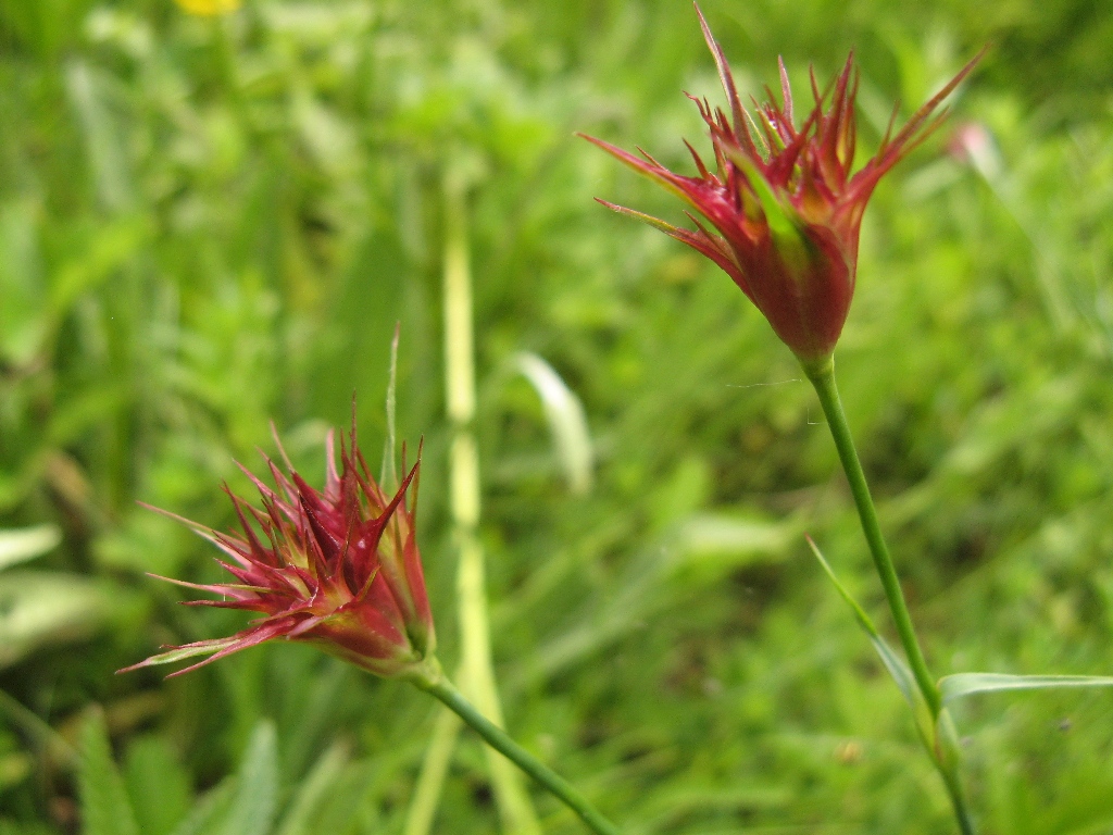 Image of Dianthus capitatus specimen.