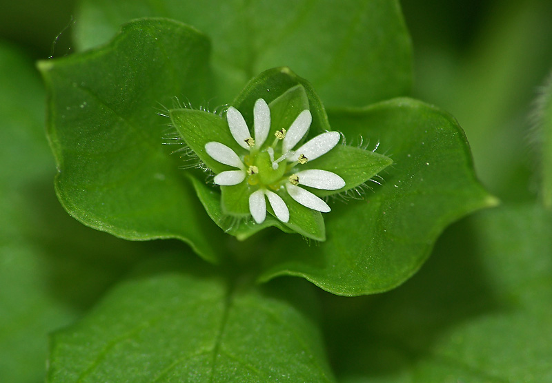 Image of Stellaria media specimen.