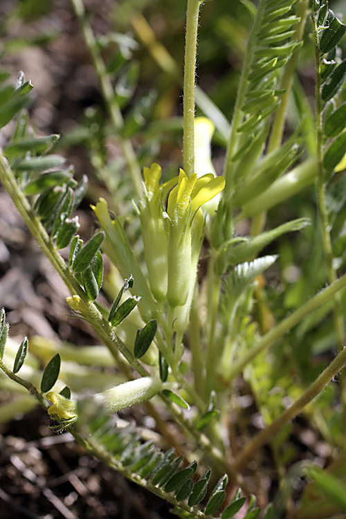 Изображение особи Astragalus andarabicus.