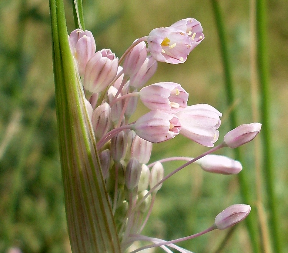 Image of Allium paniculatum specimen.