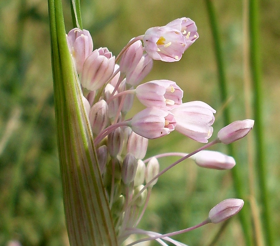 Изображение особи Allium paniculatum.