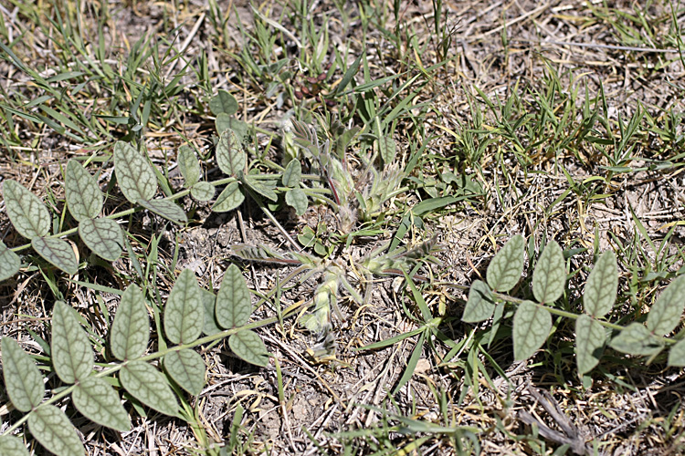 Image of Onobrychis chorassanica specimen.