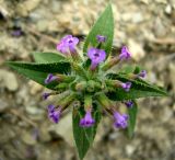 Image of taxon representative. Author is Базар Довлетов