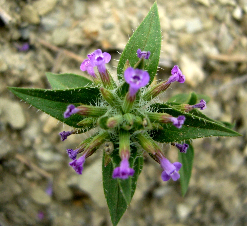 Image of Ziziphora persica specimen.
