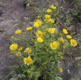 Inula britannica