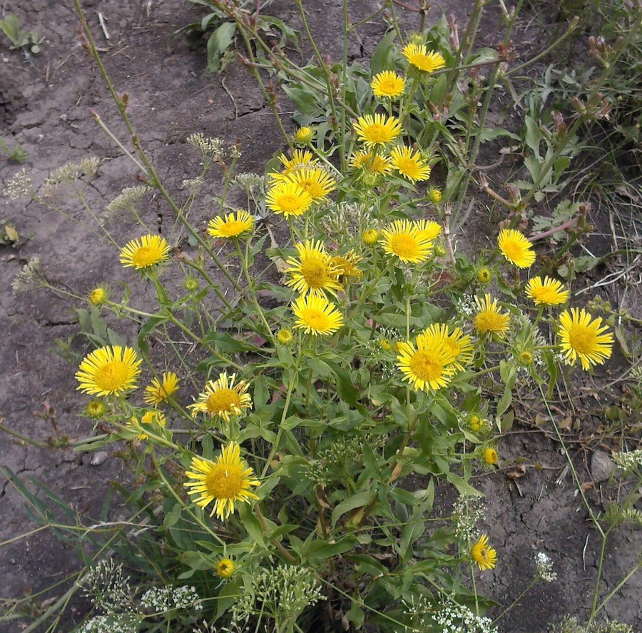 Изображение особи Inula britannica.