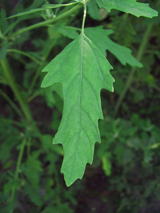 Изображение особи Chenopodium ficifolium.