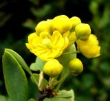 Berberis turcomanica