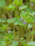 Veronica hederifolia