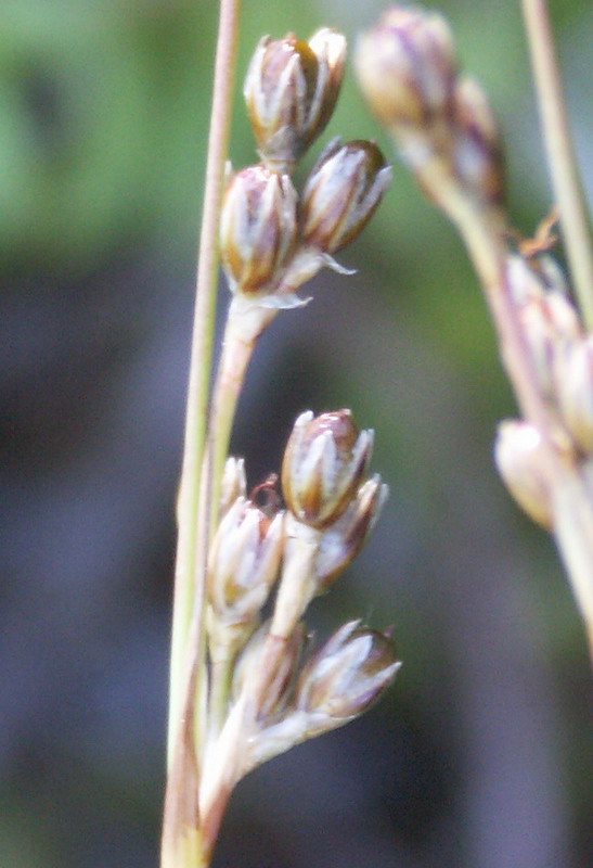 Изображение особи Juncus squarrosus.